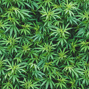 Cannabis by Hoffman- 1/4 Meter - Green